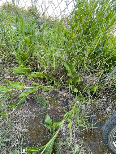 Naturaufnahme - Bild 4