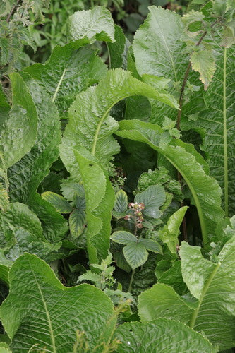 Naturaufnahme - Bild 8