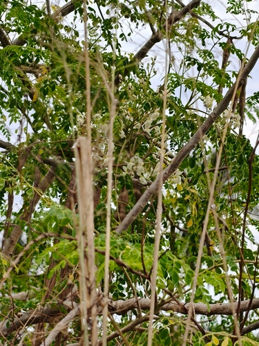 Meerrettichbaum — Bild 1 von 8