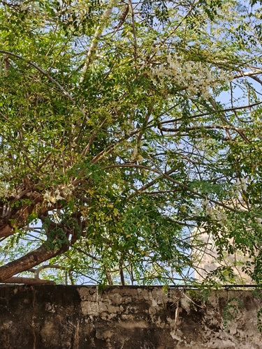 Meerrettichbaum — Bild 3 von 8