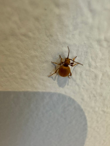 Messingkäfer — Bild 2