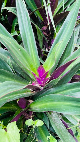 Mexikanische Dreimasterblume  Silberkraft