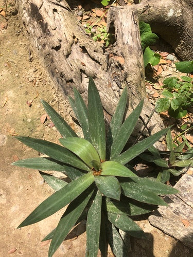 Mexikanische Dreimasterblume  Silberkraft