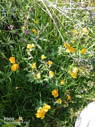 Mexikanischer Estragon — Bild 4 von 9