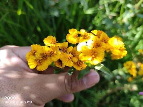 Mexikanischer Estragon — Bild 3 von 9