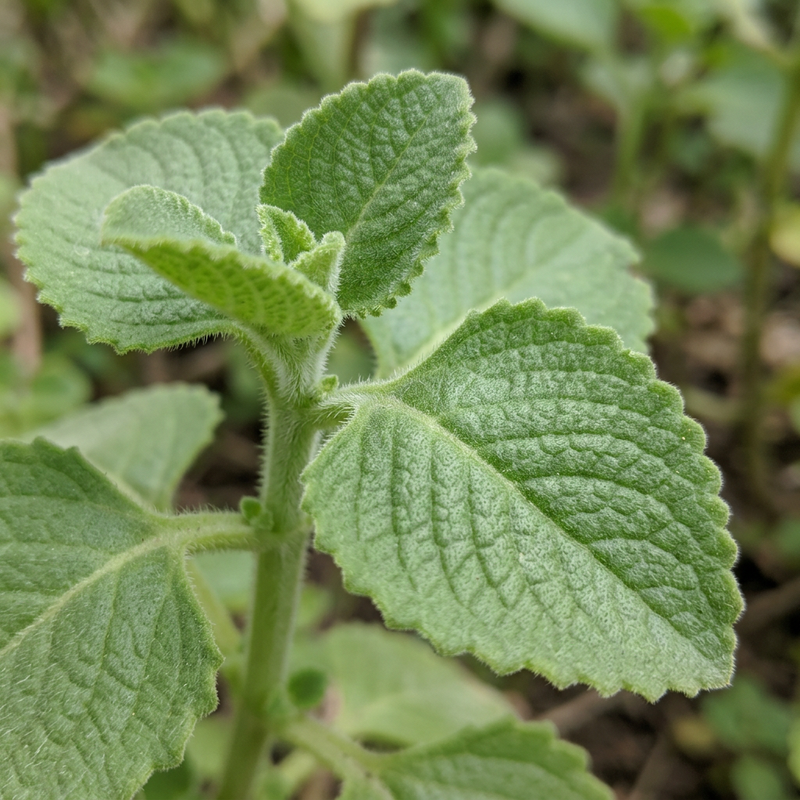 Mexikanischer Oregano (Plectranthus amboinicus), KI-Illustration