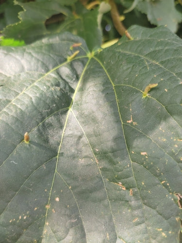 Naturaufnahme - Bild 7