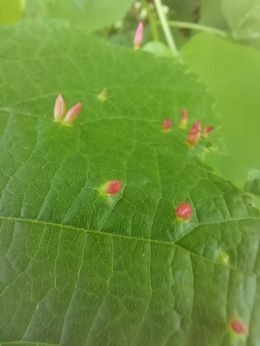 Naturaufnahme - Bild 4