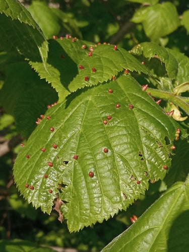 Naturaufnahme - Bild 3