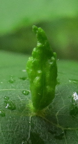 Naturaufnahme - Bild 8