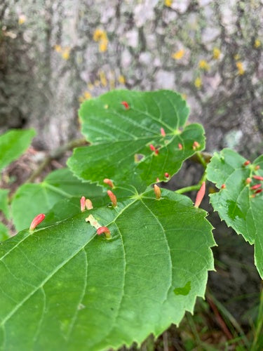 Naturaufnahme - Bild 5