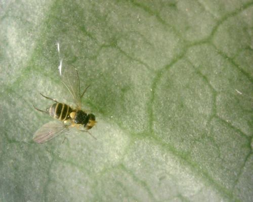 Minierfliegen — Bild 5