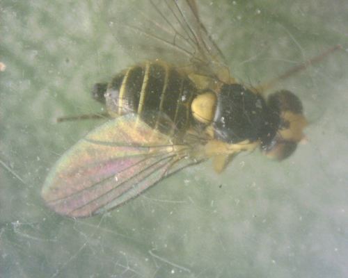 Minierfliegen — Bild 4