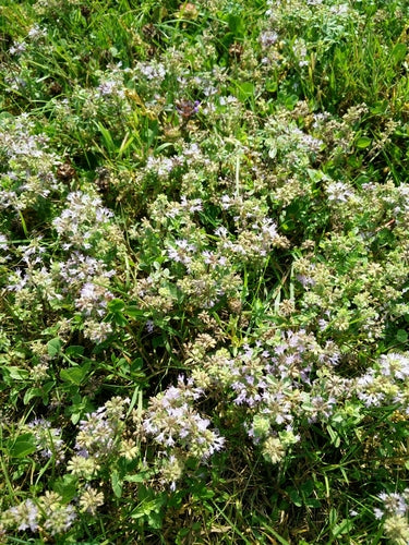 Minze — Bild 5