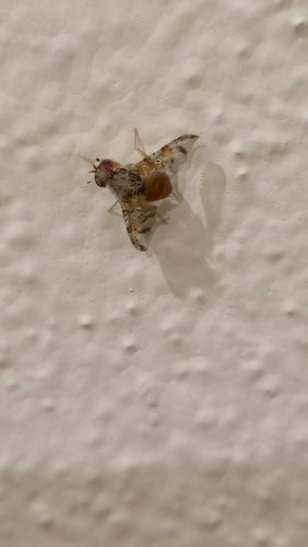 Mittelmeerfruchtfliege — Bild 1 von 50