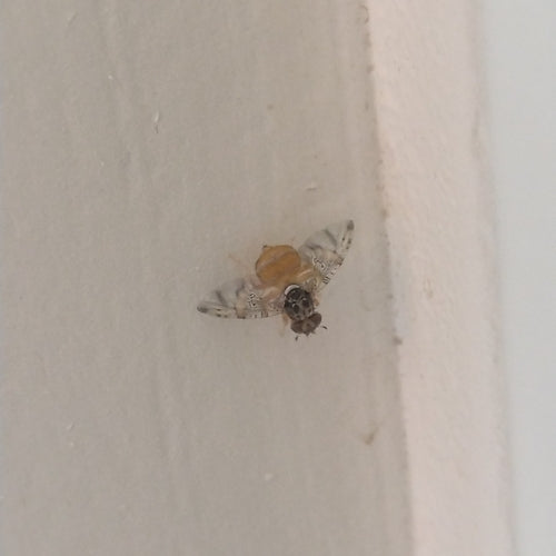 Mittelmeerfruchtfliege — Bild 5