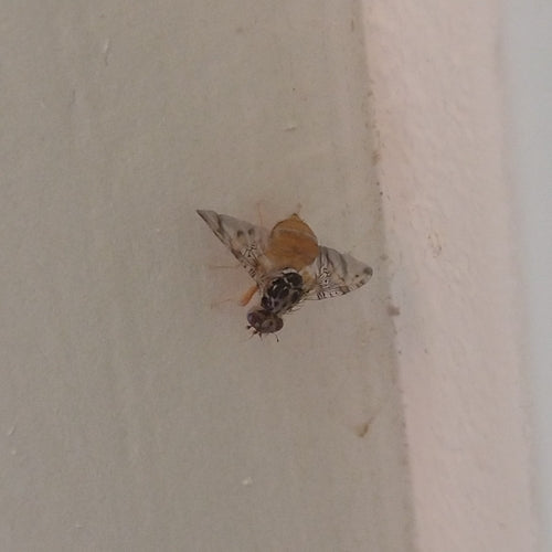 Mittelmeerfruchtfliege — Bild 4