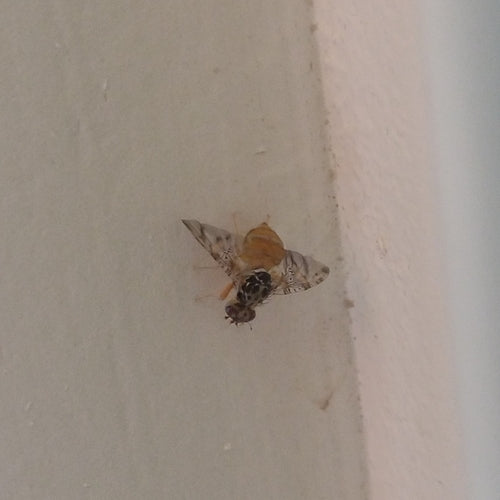 Mittelmeerfruchtfliege — Bild 2