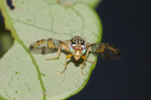 Mittelmeerfruchtfliege — Bild 1