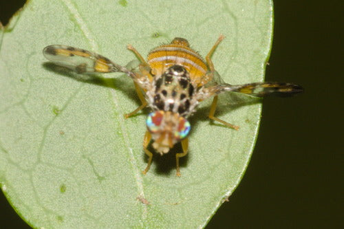 Mittelmeerfruchtfliege — Bild 2 von 50