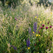Mittleres Zittergras (Briza media) in Blüte im naturnahen Garten (KI-generiert)