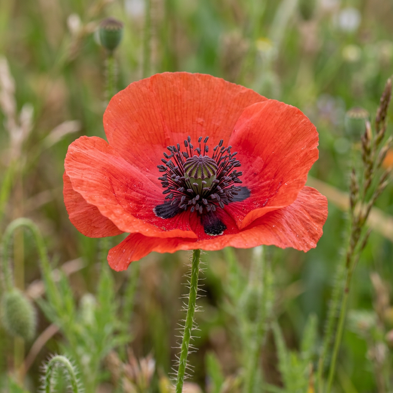 Mohn (Gattung)