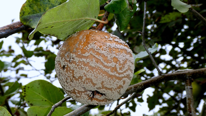 Monilia-Fruchtfäule — Bild 3 von 8