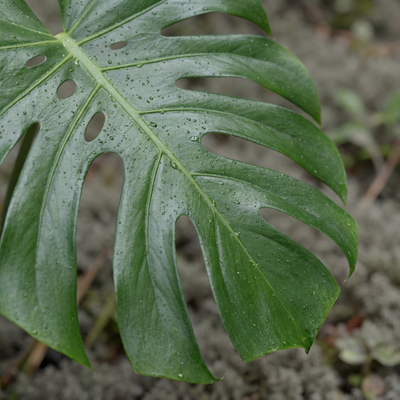 kaktus form Variegated Euphorbia ammak Cuttings