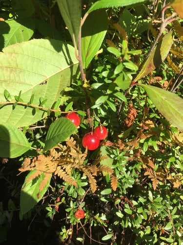 Moosbeere — Bild 5