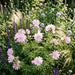 Moschus-Malve (Malva moschata) in Blüte im naturnahen Garten (KI-generiert)