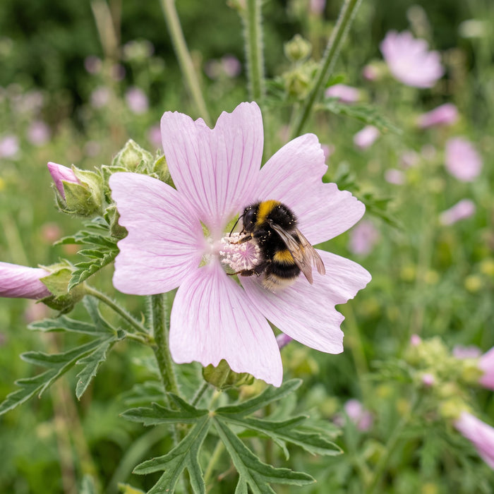 Blüte von Moschus-Malve (Malva moschata) in Nahaufnahme (KI-generiert)