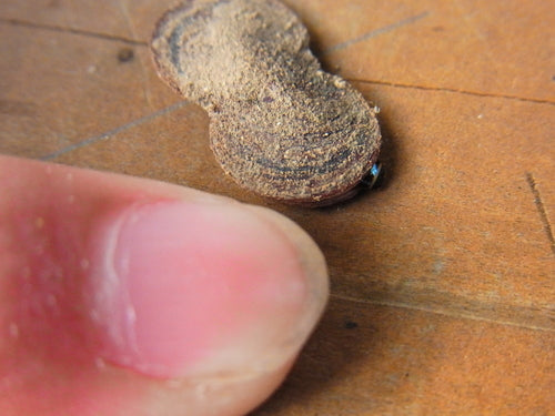 Naturaufnahme - Bild 2