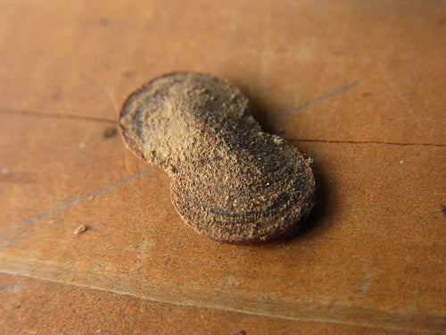 Naturaufnahme - Bild 1