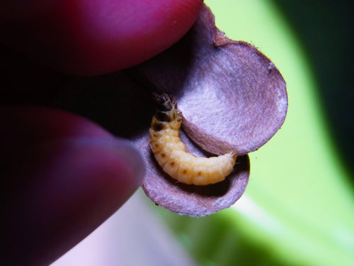 Naturaufnahme - Bild 3