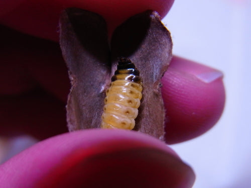 Naturaufnahme - Bild 4