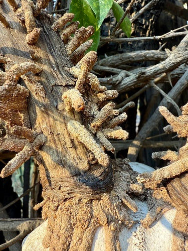 Naturaufnahme - Bild 8