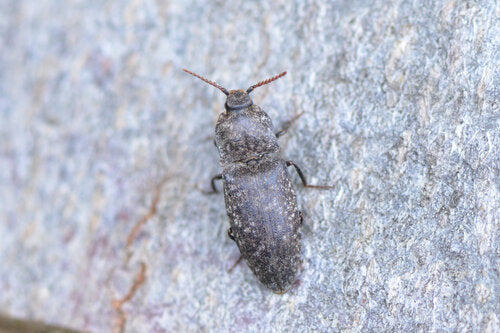 Mucor (Köpfchenschimmel) — Bild 2
