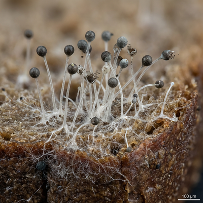 Mucor (Köpfchenschimmel)