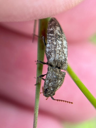 Mucor (Köpfchenschimmel) — Bild 4