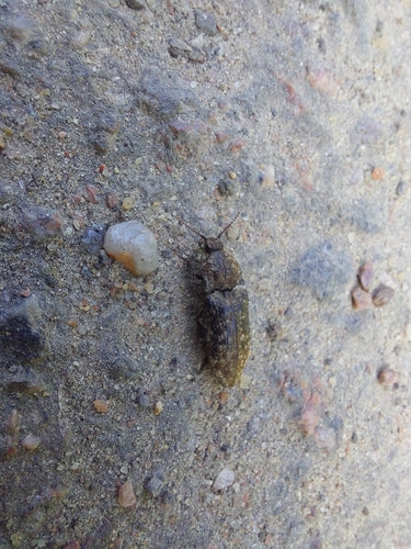 Mucor (Köpfchenschimmel) — Bild 4