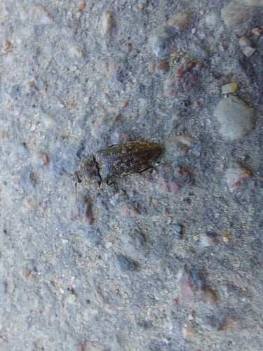 Mucor (Köpfchenschimmel) — Bild 3