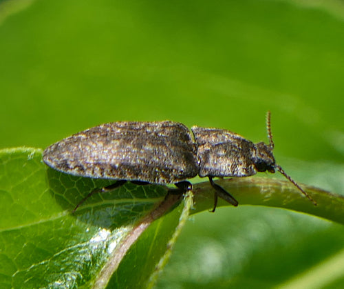 Mucor (Köpfchenschimmel) — Bild 3