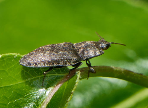 Mucor (Köpfchenschimmel) — Bild 5