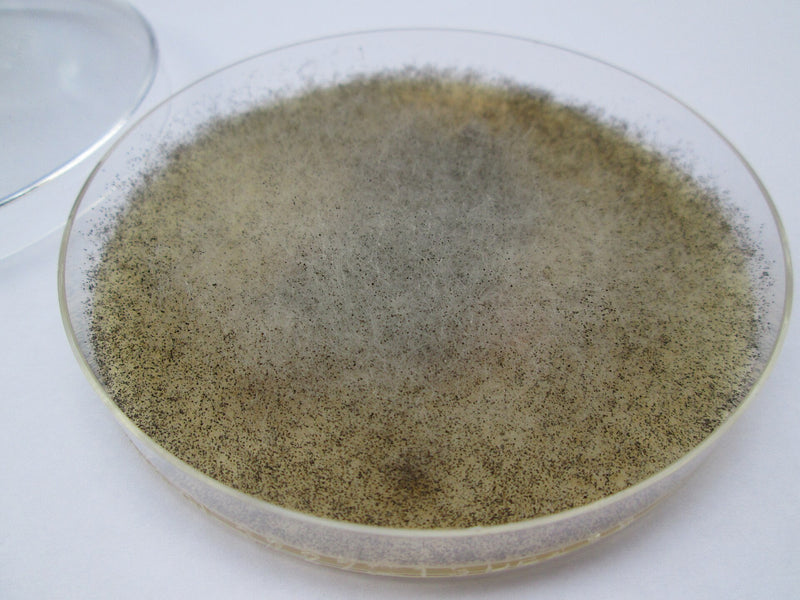 Mucor (Köpfchenschimmel) — Bild 1 von 2