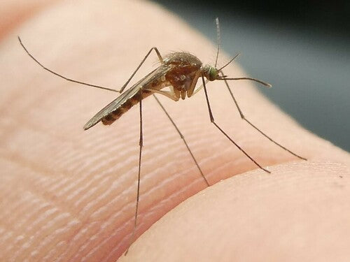 Naturaufnahme - Bild 6