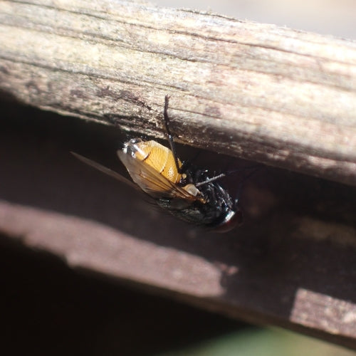 Musca Autumnalis — Bild 2