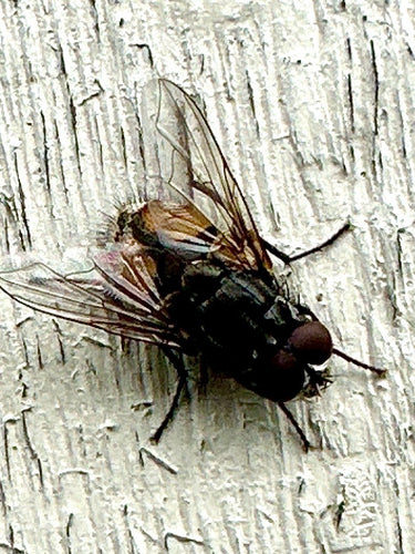 Musca Autumnalis — Bild 1