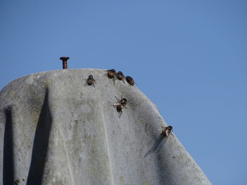 Musca Autumnalis — Bild 4