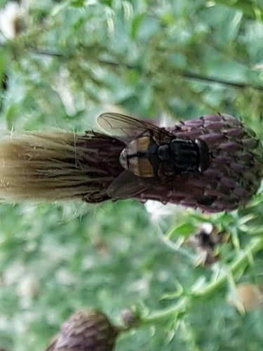 Musca Autumnalis — Bild 3