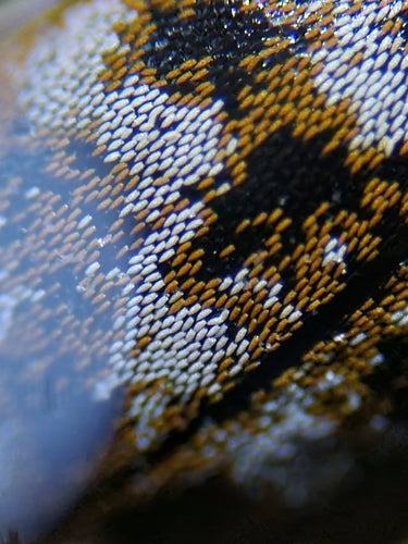 Museums- oder Kabinettkäfer - Bild 1